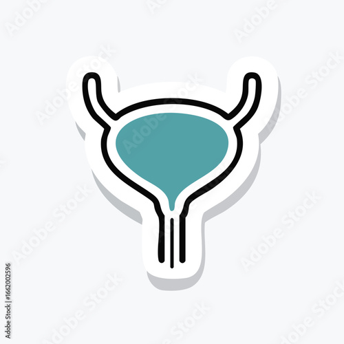 Illustration of the human urinary bladder, showing its anatomical structure and function.