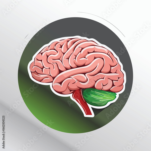 Detailed anatomical illustration of a human brain, highlighting key regions and structures.
