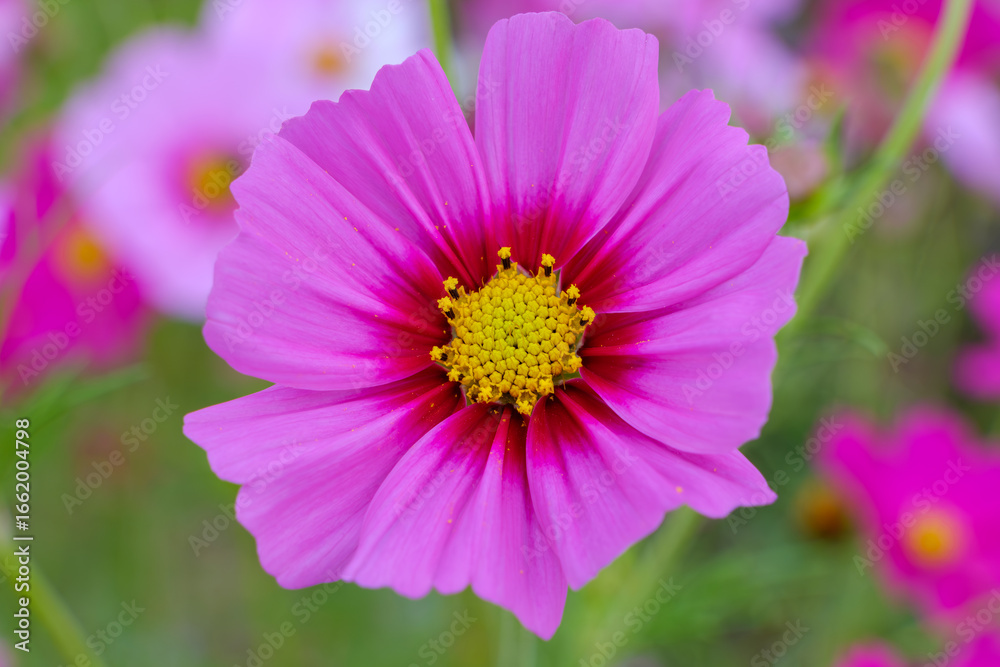 Obraz premium 鮮やかなピンクのコスモスの花