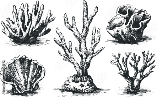 Vintage-style collection of marine life specimens in black and white
