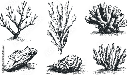 Collection of five detailed ink drawings of marine flora and fauna