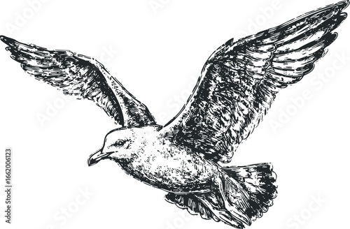 Seagull in flight with wings spread, depicted in a detailed sketch style