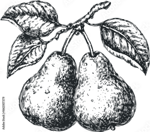Engraved Two Pears on Branch with Leaves