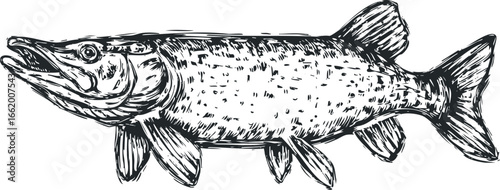 Black and White Textured Sketch of a Northern Pike Fish