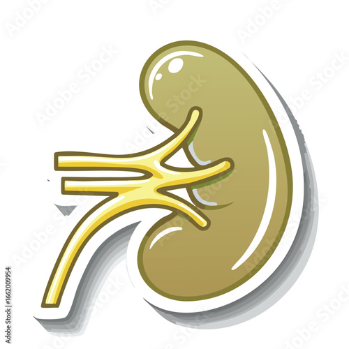 Detailed illustration of a human kidney, showcasing its internal structure and associated blood vessels.