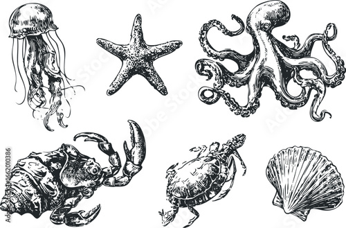 Woodcut style drawing of marine life including jellyfish, octopus, starfish, crab, turtle, and seashell