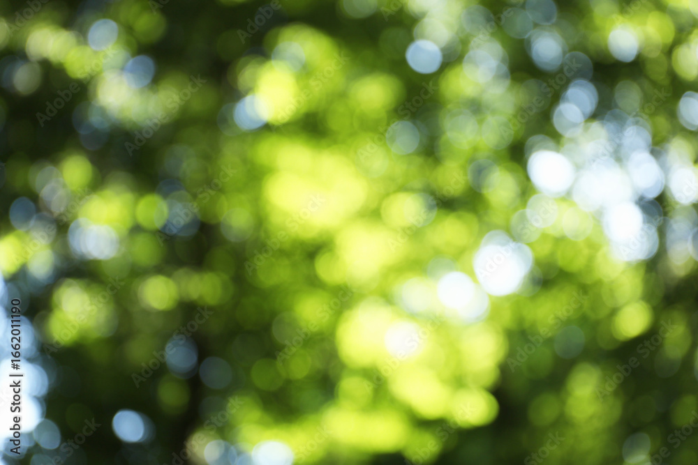 Obraz premium Blurred view of tree with green leaves