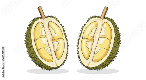 Illustration of two halved Durian fruits with spiky shells and creamy yellow pulp offering a glimpse of the tropical taste sensation