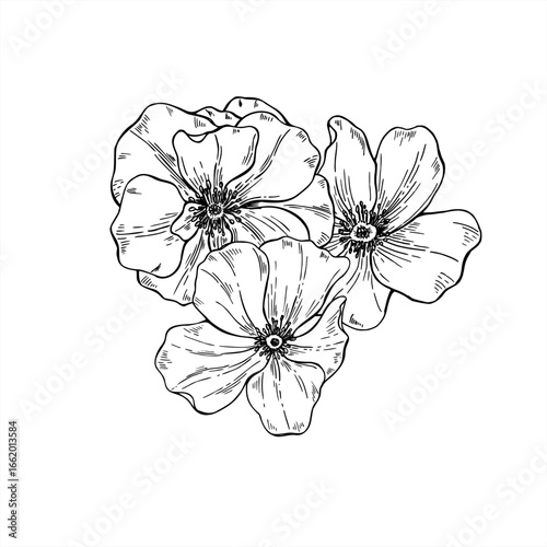 Monochrome three blooming flower head vector isolated illustration. Wild poppy bouquet etching drawing. Floral composition for herbal product packaging, valentine day invitations, vintage design