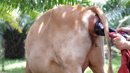 4k video Close-up a veterinarian pulls a calf's leg out of birth canal of a cow in labor to help her give birth more easily. Cow breeding on a livestock farm. Animal husbandry in oil palm plantations.