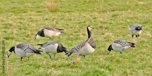 Group of barnacle geese foraging in a meadow in Bourgoyen nature reserve, Ghent, Flanders, Belgium - Branta leucopsis 