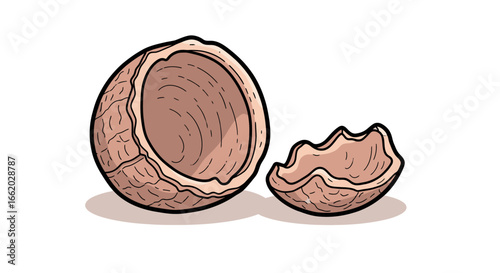Cracked walnut shell pieces displayed with artistic flair on plain backdrop