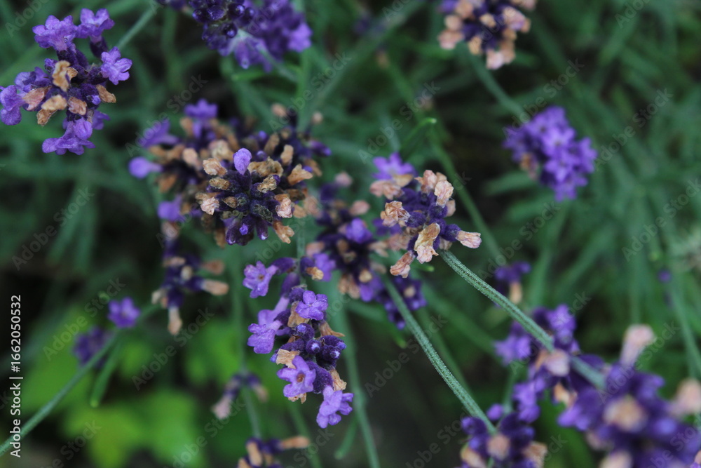 Fototapeta premium Lavender flowers texture background 