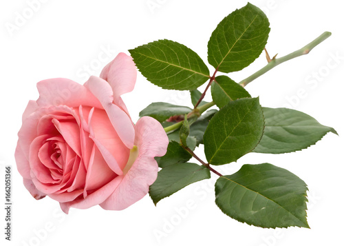 Pink rose isolated on white background