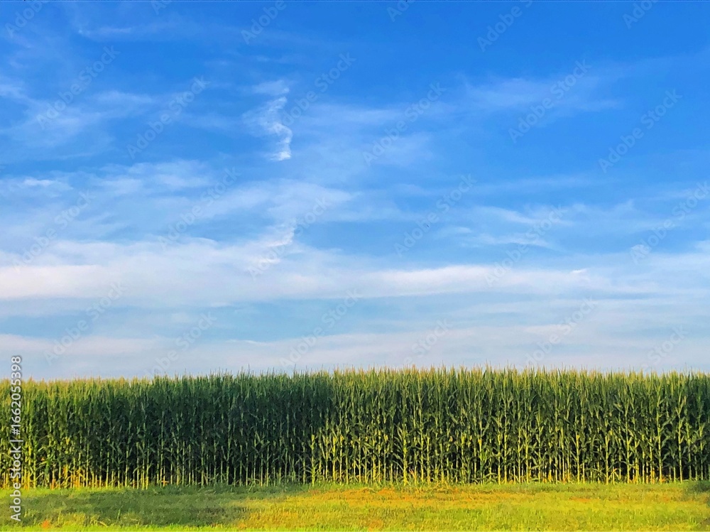 Fototapeta premium Corn field and blue sky