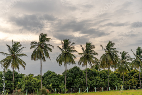 Wallpaper Mural A row of palm trees are lined up in a field Torontodigital.ca