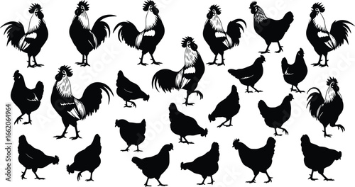 Chicken and rooster silhouettes, poultry farm birds, domestic fowl, rural farming, nature art, vector illustration, animal icon, barnyard scene, livestock design, bird pose