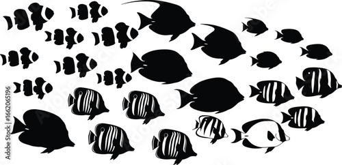 Fish silhouettes collection, tropical marine species, clownfish striped fish, aquarium life, sea animal, vector illustration, nature art, aquatic icon, underwater design, ocean fauna
