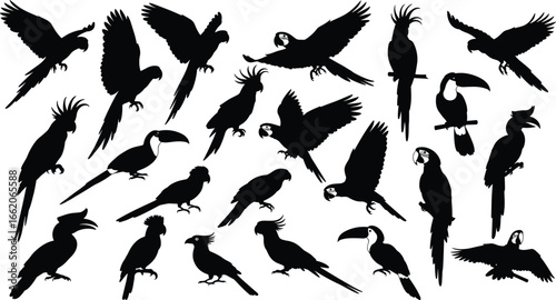 Parrot and toucan silhouettes, exotic bird poses, flying and perched, tropical wildlife, nature art, vector illustration, fauna design, jungle icon, avian species