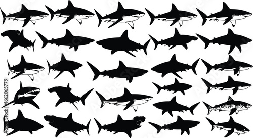 Shark silhouettes collection, swimming predator, ocean wildlife, marine animal, sea life, vector illustration, nature art, aquatic icon, underwater design, fish species