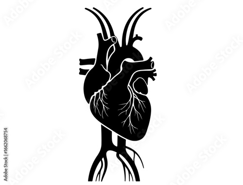 Circulatory system silhouette with heart and blood vessels, simplified design
