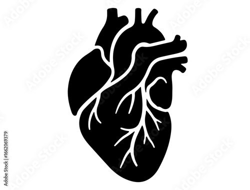 Icon silhouette of aorta branching from heart