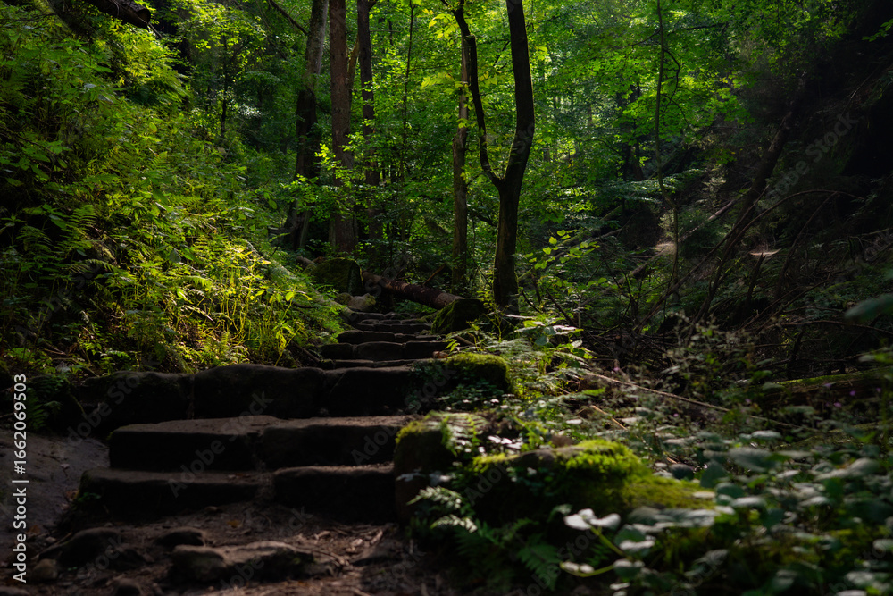 Obraz premium Forest trail with mossy stone steps surrounded by lush green trees in summer