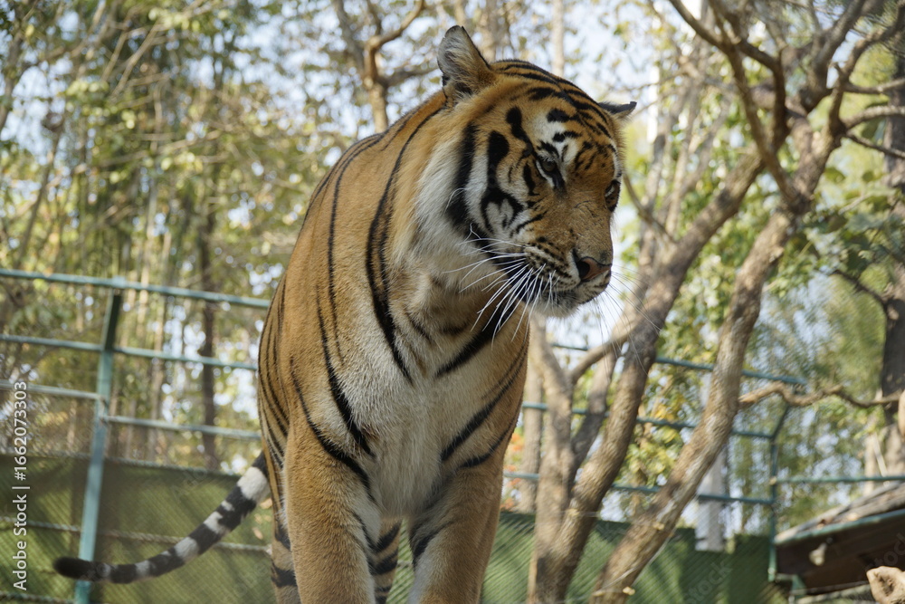 Fototapeta premium Tiger is standing in a zoo enclosure, looking at the camera