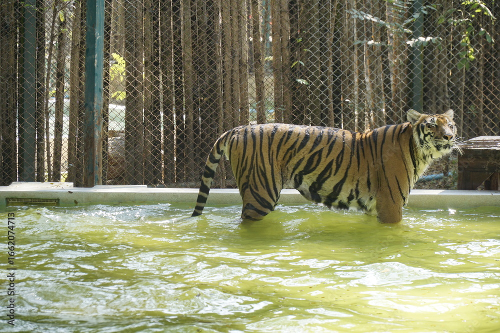 Fototapeta premium Tiger is standing in a pool of green water