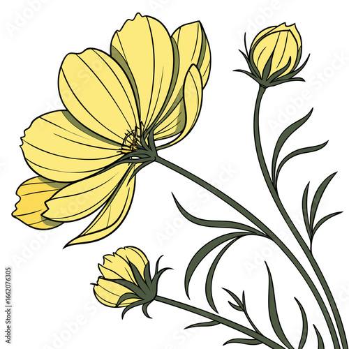cosmos sulphur yellow with leaves
