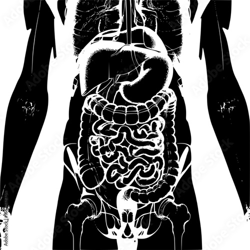 Human Digestive System: A detailed and stylish illustration of the human digestive system, showcasing the intricate network of organs involved in the process of digestion.