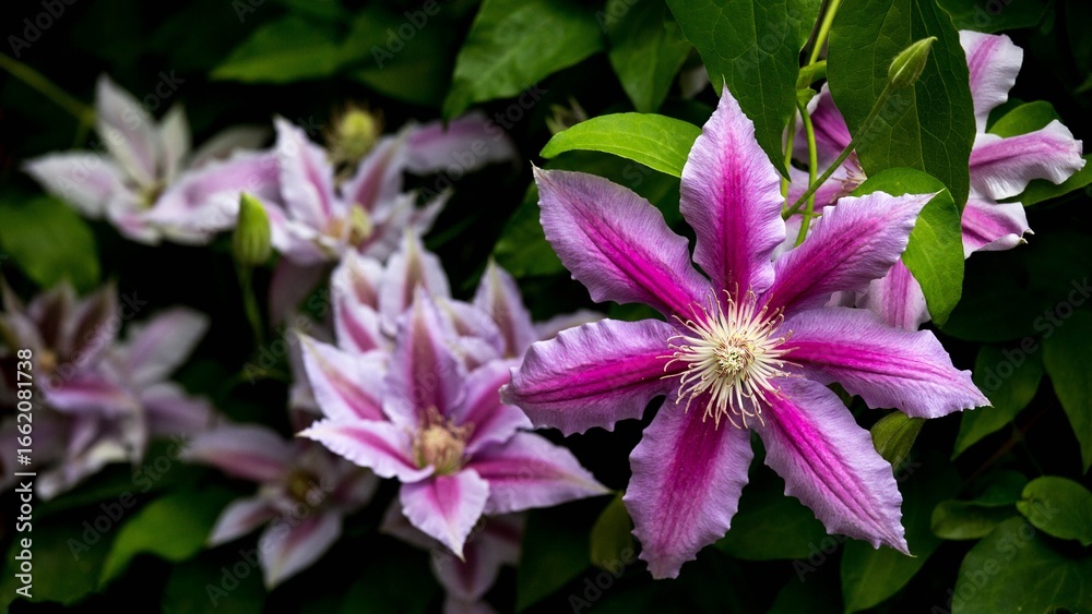 flower, pink, nature, plant, garden, purple, flowers, bloom, blossom, summer, spring, flora, petal, floral, beauty, macro, clematis, petals, beautiful, leaf, blooming, violet, red, closeup flower, pink, nature, plant, garden, purple, flowers, bloom, blossom, summer, spring, flora, petal, floral, beauty, macro, clematis, petals, beautiful, leaf, blooming, violet, red, closeup