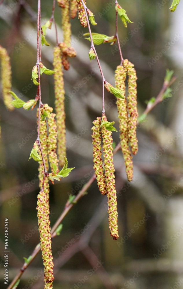 Naklejka premium Birch blossoms in nature in spring