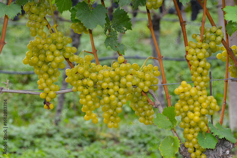custom made wallpaper toronto digitalWeinrebe; Vitis vinifera, Goldmuskateller, Moscato Giallo