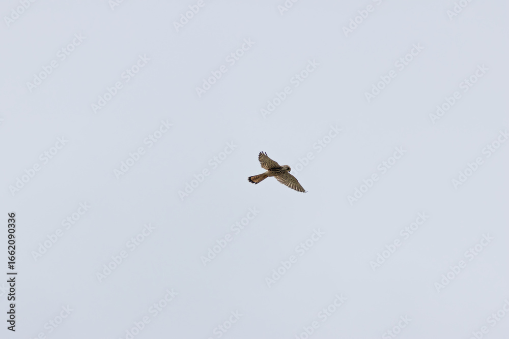 Obraz premium Kestrel (Falco tinnunculus) widespread bird of prey found across Europe Asia and North Africa in open habitats