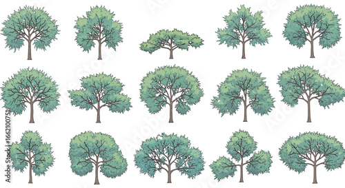 tree illustration diverse tree shapes and sizes displayed against a white background ideal for landscaping designs and botanical studies showing variety