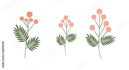 Delicate botanical illustration of coral berries and fern fronds on a white background