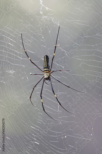 The Giant Golden Orb Weaver, known for its striking golden silk and large size, spins intricate webs in forests and gardens, showcasing nature’s artistry and playing a vital role in the ecosystem.