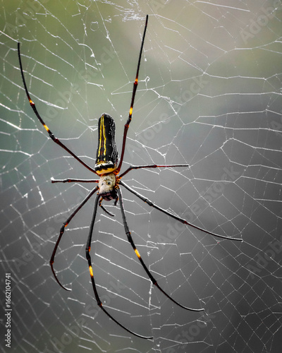 The Giant Golden Orb Weaver, known for its striking golden silk and large size, spins intricate webs in forests and gardens, showcasing nature’s artistry and playing a vital role in the ecosystem.