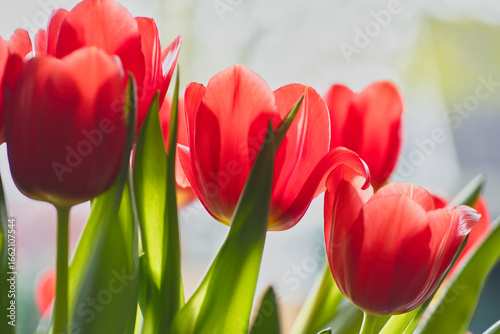Fresh red in full bloom tulips close up photo with a bright background