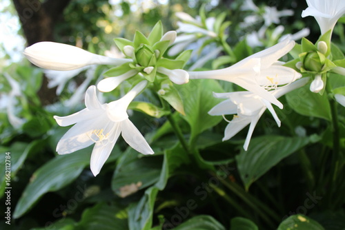 Foto Delicate White Hosta Flower in Bloom, Close-up View