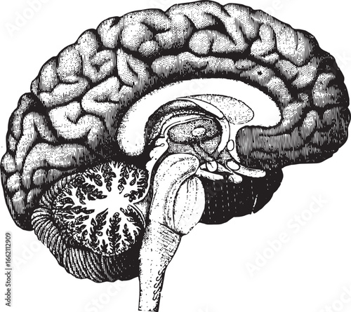 Human brain sagittal view anatomical illustration anatomy