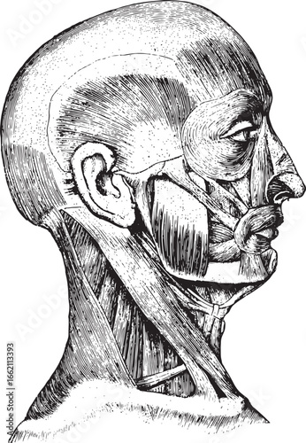 Human head musculature anatomical illustration anatomy