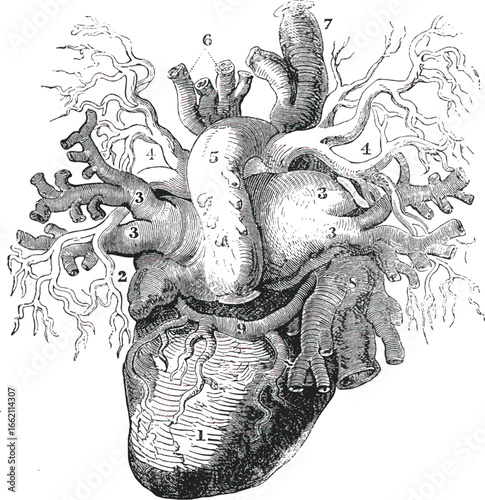 Human heart anatomical illustration anatomy medical
