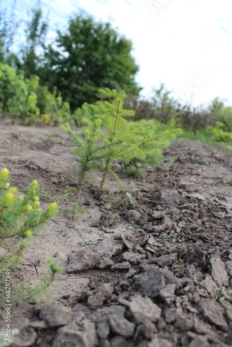 Rows of Young Plants Growing in a Field Under a Cloudy Sky