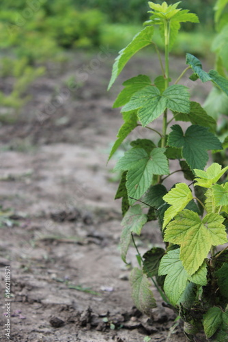 Blackcurrant seedling growing in the fields