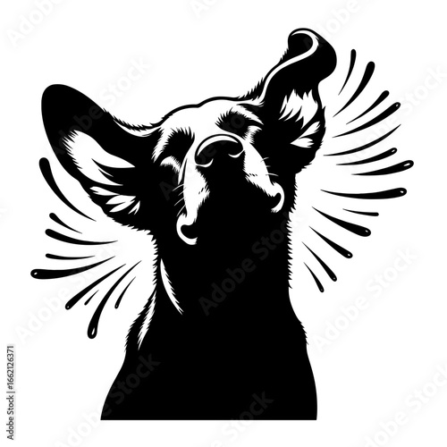 the dog shakes its ears black and white style