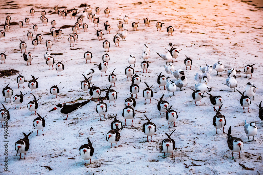 Fototapeta premium oystercatchers seabirds on a beach