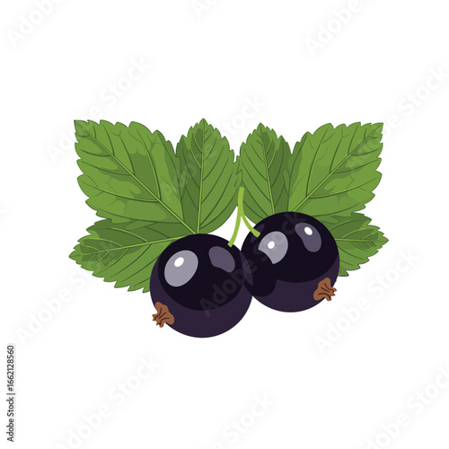 Fresh black currants and green leaves a delicious healthy fruit for your diet