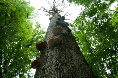 old deciduous  tree rots in the green forest